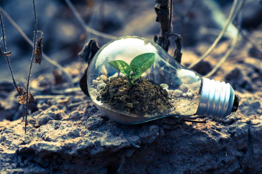 Small plant growing inside lightbulb